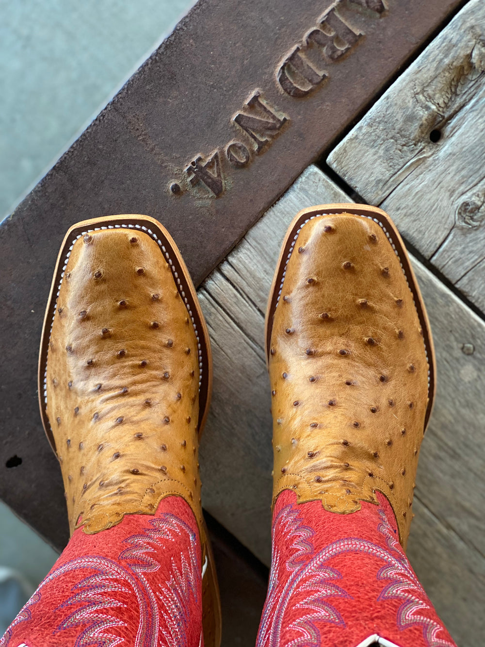 Horse Power Top Hand  | Antique Saddle FQ Ostrich Boot | Toe View