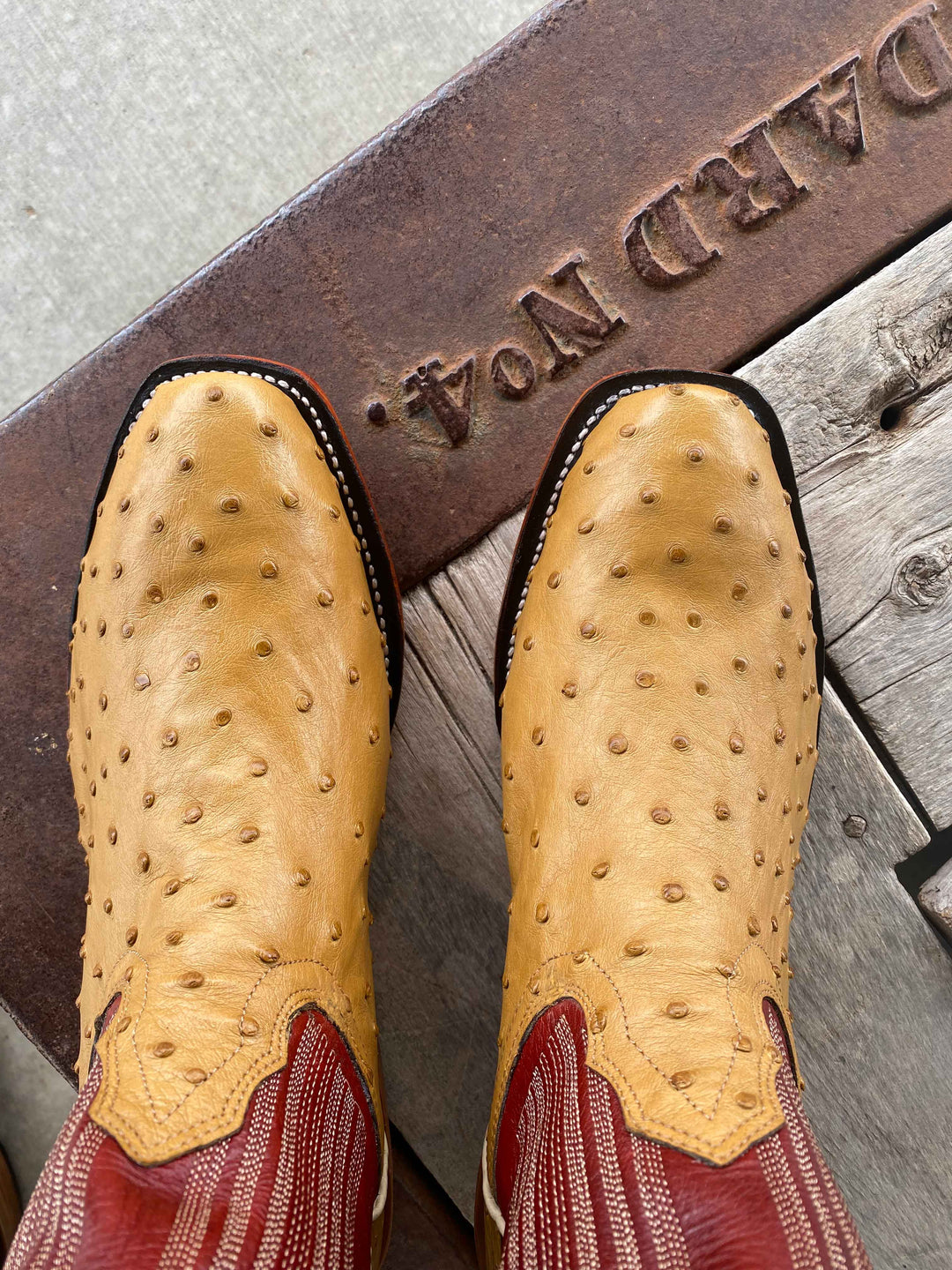 top view toe shape Fenoglio Boot Co. | Antique Saddle Full Quill Ostrich Boot